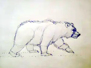 Bear walking sketch 3