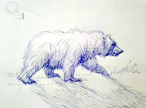 Bear walking sketch 4