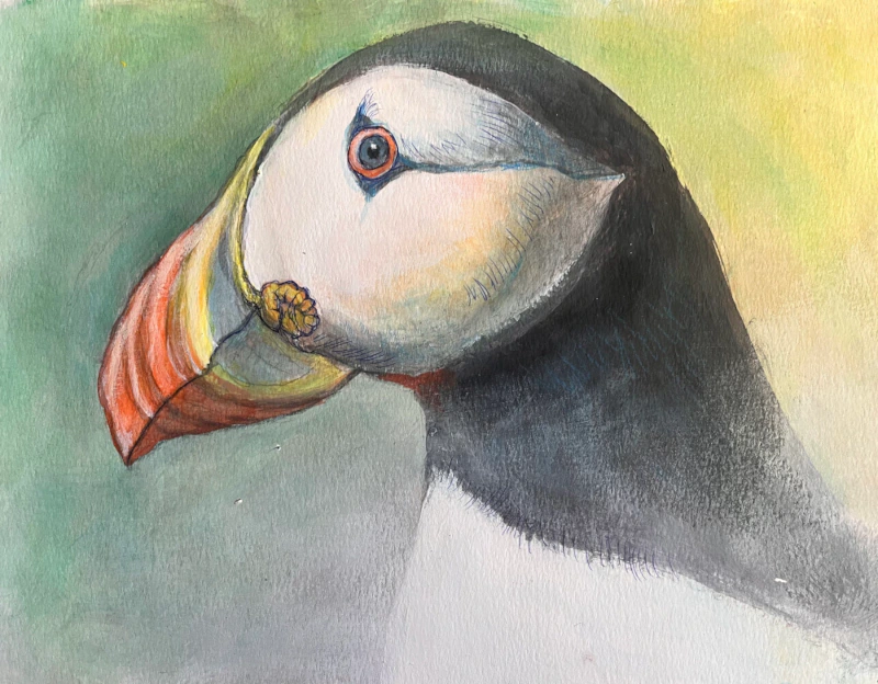 Puffin Bird Portrait wildlife art